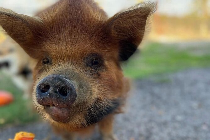 KuneKune Pig Farm Tour - Onsite Parking and Ease of Access