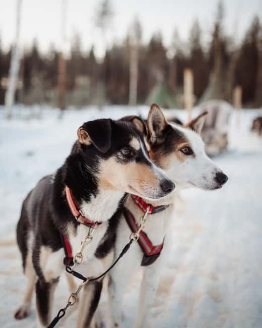 Kuoksa Husky & Reindeer Adventure - Key Points