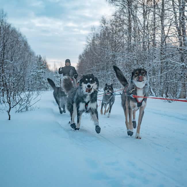 Kuoksa Husky & Reindeer Adventure - Final Thoughts on the Kuoksa Husky & Reindeer Adventure