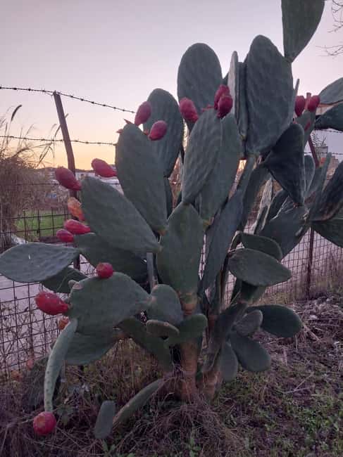 Kusadas: Countryside Tour with Lunch and Drinks - Key Points