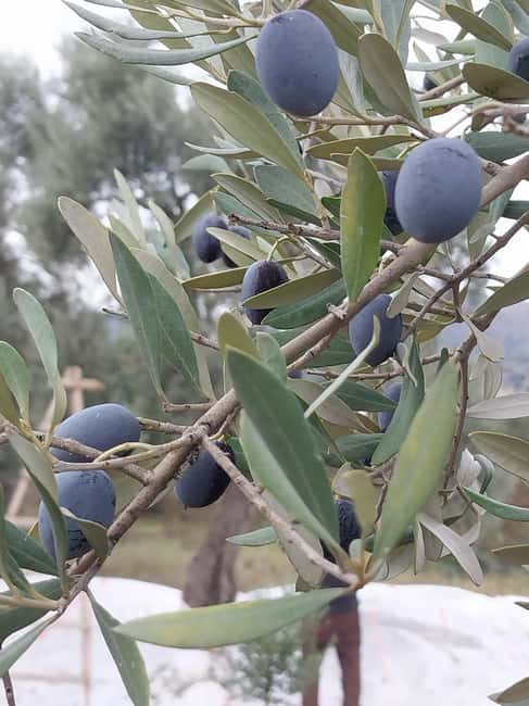 Kusadas: Countryside Tour with Lunch and Drinks - Exploring Aaçl Village and Its Local Flavors