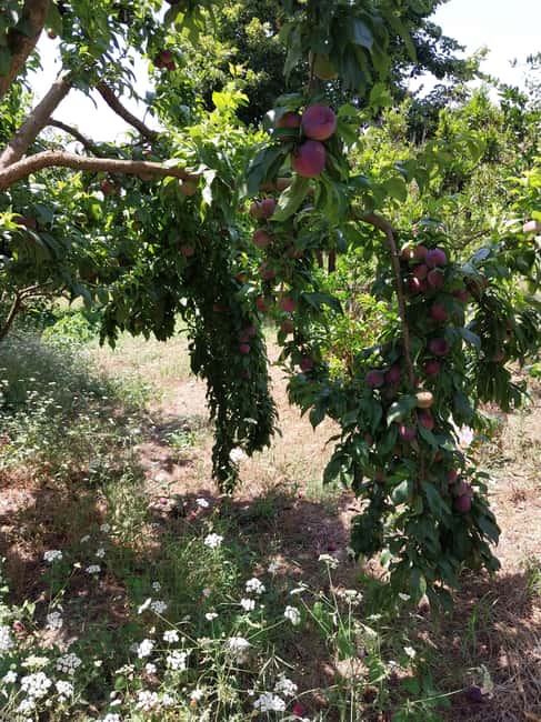 Kusadas: Countryside Tour with Lunch and Drinks - Visiting Kirazl Village for Wine and Fruit Tastings