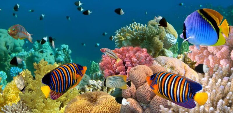 Kusadasi Scuba Diving - Key Points