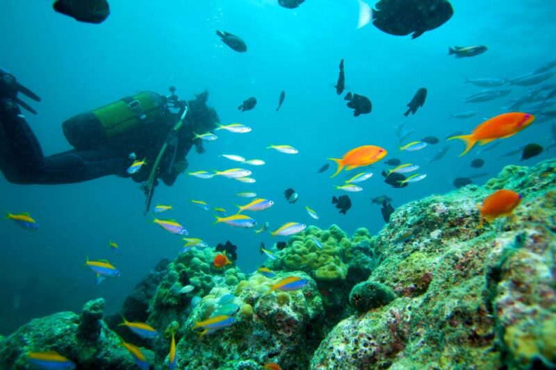 Kusadasi Scuba Diving - The Safety and Support Provided by Marmaris Trips