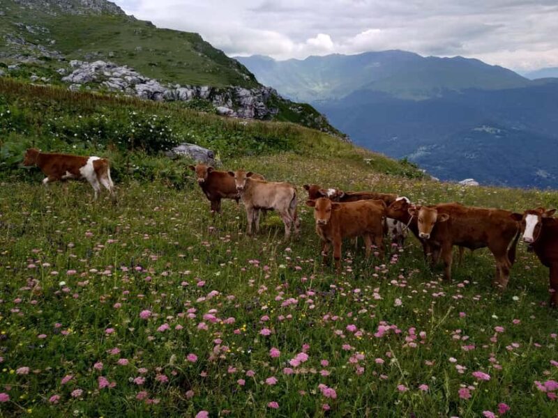 Kutaisi: Askhi Mountain 4x4 Tour on Stunning views & Picnic - Practical Details: Logistics and Packing Tips