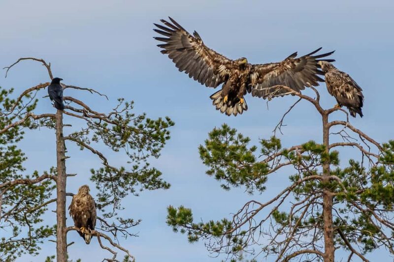 Kuusamo: Bear watching evening - Discover the Heart of the Arctic in Kuusamo