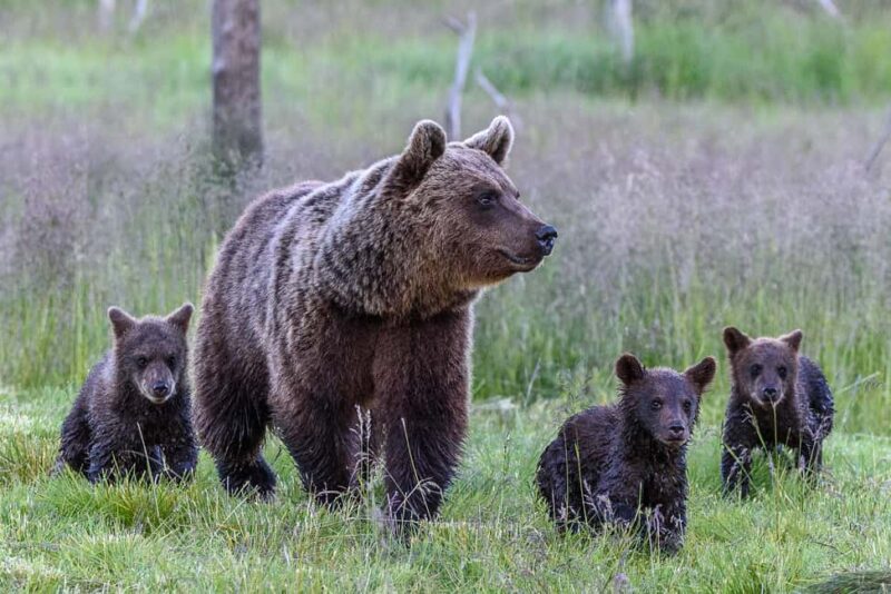Kuusamo: Bear watching evening - The Comfort and Practicalities of the Hiding Buildings