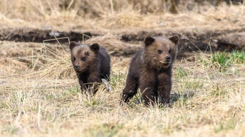 Kuusamo: Bear watching evening - Photography and Nature Education with Expert Guides