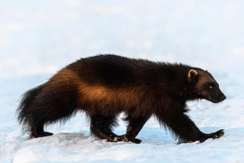 Kuusamo: Bear watching evening - What You Can Expect to See in the Finnish Wilderness