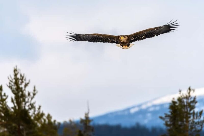 Kuusamo: Bear watching evening - The Food and Beverage Offerings During the Tour