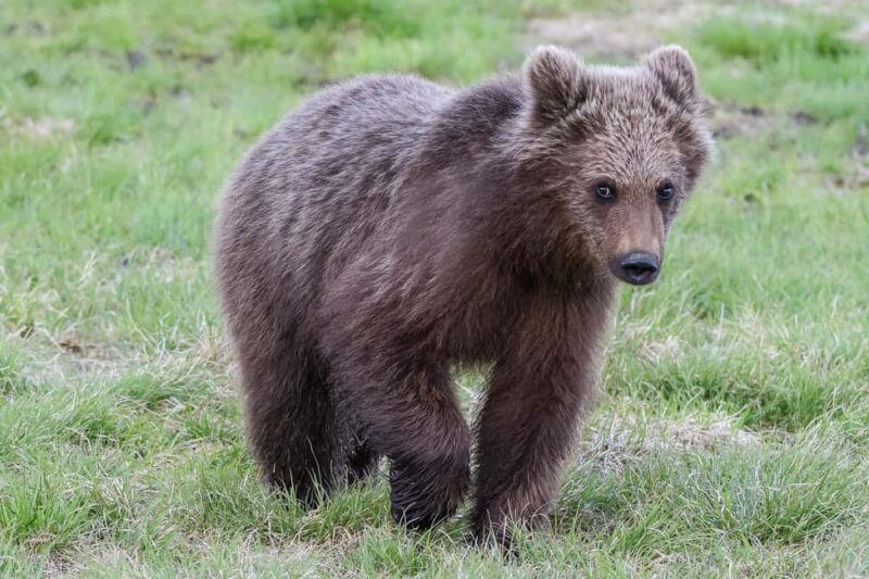 Kuusamo: Bear watching evening - Accessibility, Timing, and Suitability