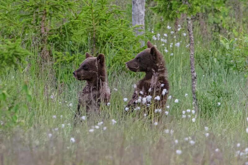 Kuusamo: Bear watching evening - How the Tour Compares to Similar Experiences