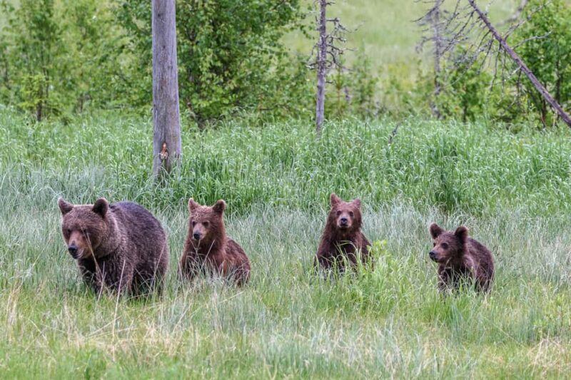 Kuusamo: Bear watching evening - Final Thoughts on the Kuusamo Bear Watching Evening Tour