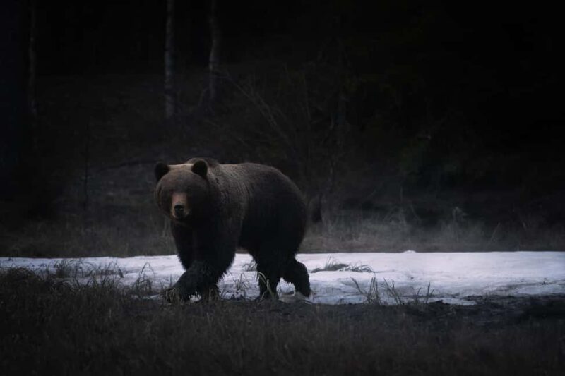Kuusamo: Bear Watching Evening Tour - The Experience of Wildlife Observation in the Finnish Taiga