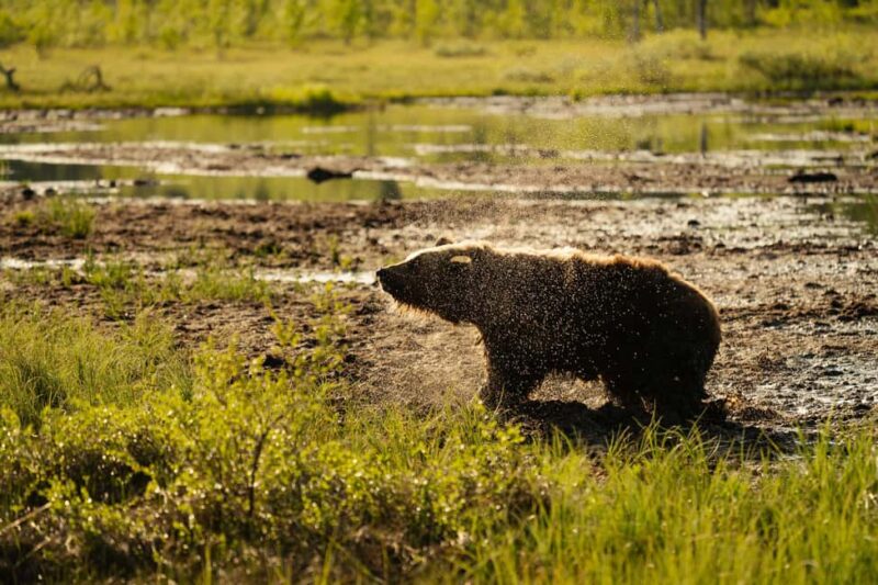 Kuusamo: Bear Watching Evening Tour - Timing and Flexibility of The Tour