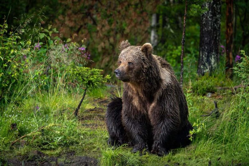 Kuusamo: Bear Watching Overnight Tour - Kuusamo: Bear Watching in Finland’s Untouched Wilderness