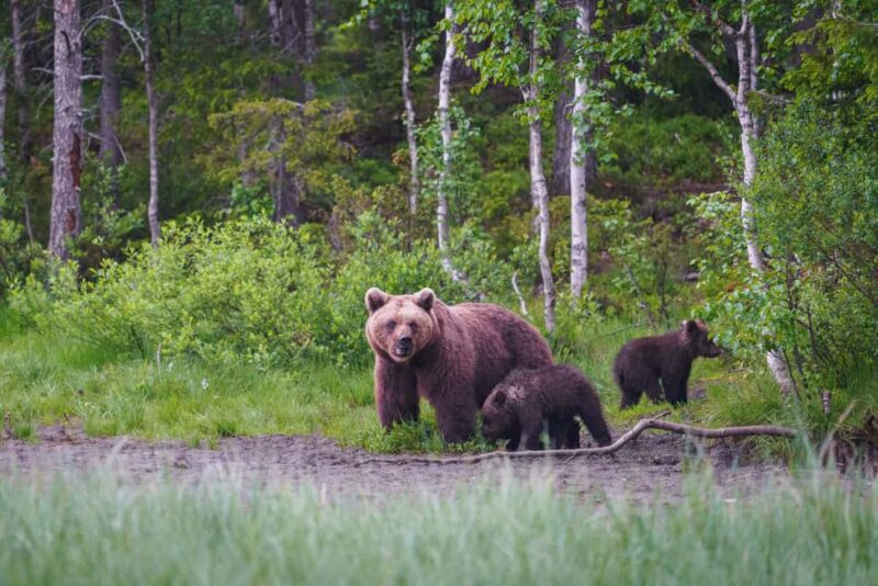 Kuusamo: Bear Watching Overnight Tour - Observation of Bears, Eagles, and Other Wildlife