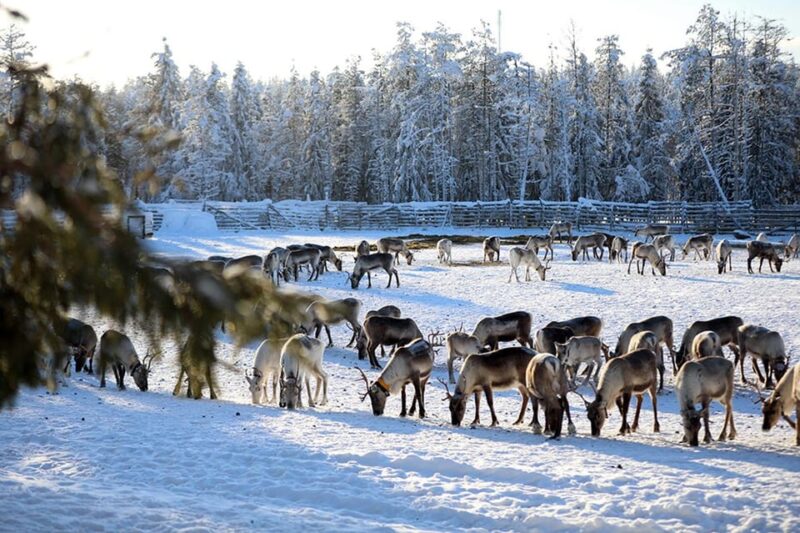 Kuusamo: Morning Feeding of Hundreds of Reindeer - Key Points