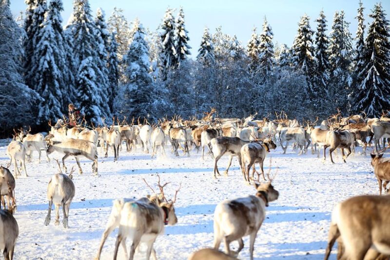 Kuusamo: Morning Feeding of Hundreds of Reindeer - Discover the Oldest and Largest Reindeer Farm in Kuusamo