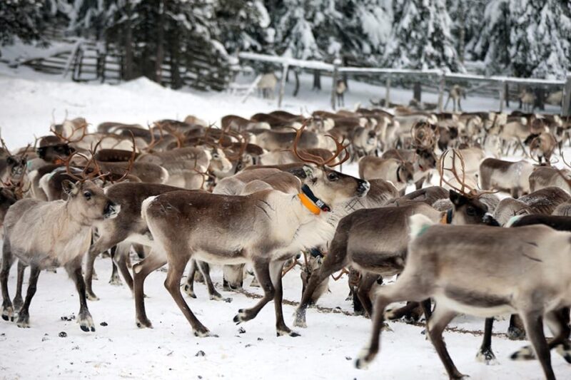 Kuusamo: Morning Feeding of Hundreds of Reindeer - Meet the Reindeer Up Close and Personal