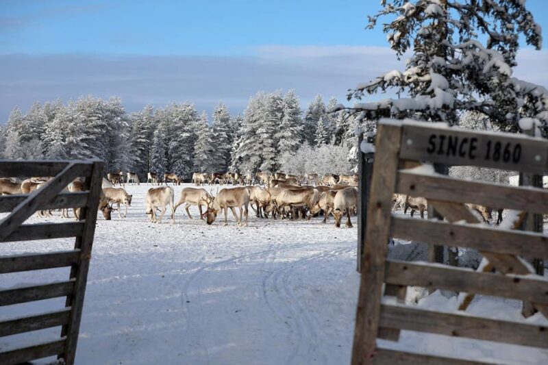 Kuusamo: Morning Feeding of Hundreds of Reindeer - What Guides Share About Reindeer and the Farm