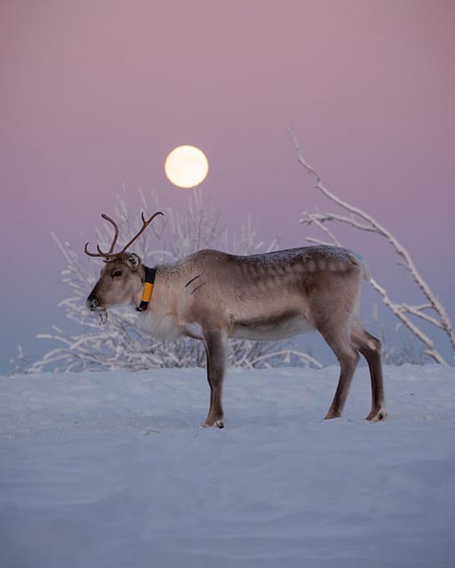 Kuusamo: Reindeer Farm Visit - Meet the Reindeer in Kujala’s Ancient Corral