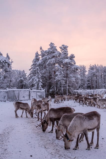 Kuusamo: Reindeer Farm Visit - Logistics and Practical Tips for the Tour