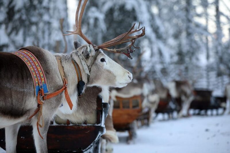 Kuusamo: Reindeer Sleigh Ride and Farm Visit - Key Points