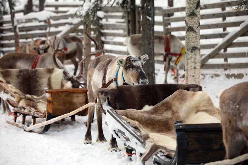 Kuusamo: Reindeer Sleigh Ride and Farm Visit - Exploring the Kujala Reindeer Farm and Its Facilities