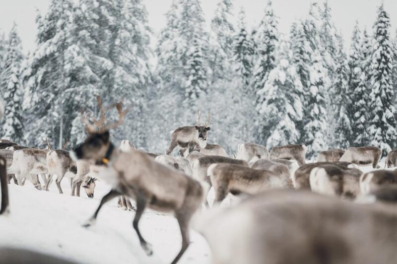 Kuusamo: Reindeer Sleigh Ride and Farm Visit - Shop for Reindeer Products and Handicrafts