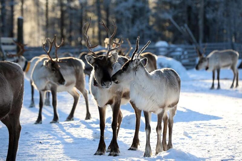 Kuusamo: Reindeer Sleigh Ride and Farm Visit - Practical Information for Visitors