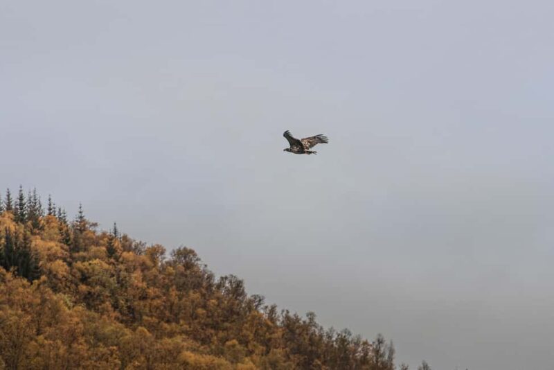 Kvaløya Island: Photography Tour with Snacks - Wrapping Up the Value of the Kvaløya Photography Tour