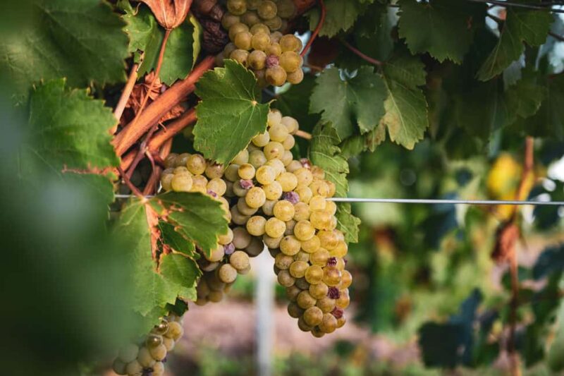 LA CAJA DE PANDORA - Explore the Heart of Castile and León with LA CAJA DE PANDORA