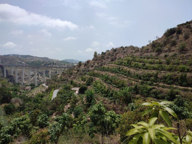 La Herradura Coffee Farm: tour in Europe's only plantation - La Herradura Coffee Farm: Spain’s Unique Coffee Destination