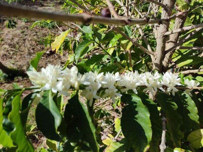 La Herradura Coffee Farm: tour in Europe's only plantation - Breathtaking Views of La Herradura and Mediterranean Coast