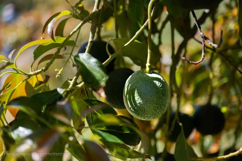 La Herradura Coffee Farm: tour in Europe's only plantation - Tasting Experiences and Purchase Options