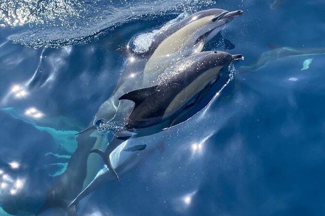 La Herradura: Sailboat with a view of Dolphins-Private - Key Points