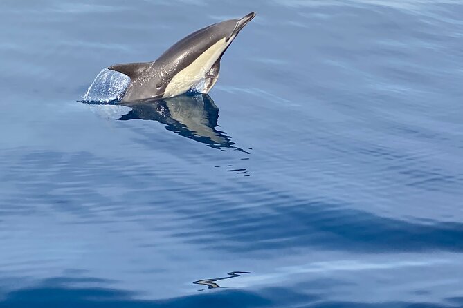 La Herradura: Sailboat with a view of Dolphins-Private - Catering and Celebrations on the Water