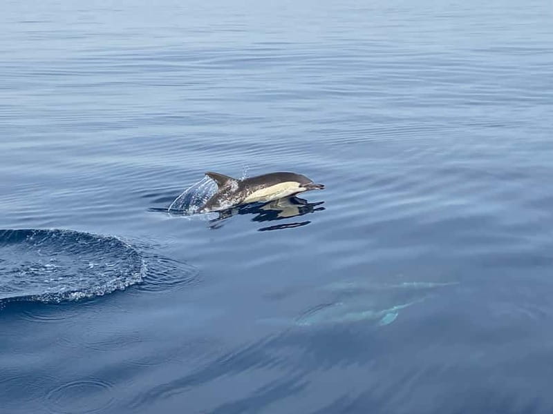 La Herradura: Sailing with a view of dolphins - Summer Swimming, Snorkeling, and Paddleboarding