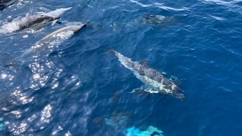 La Herradura: Sailing with a view of dolphins - Meeting Point and Parking Details