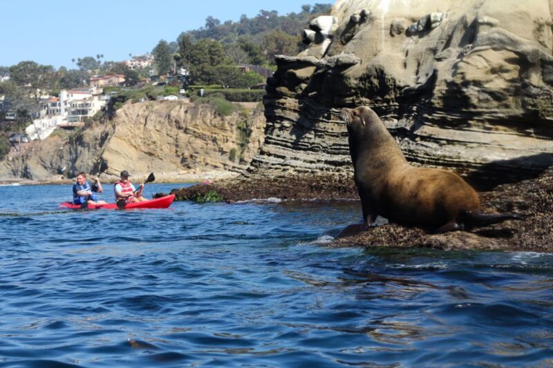 La Jolla: 2.5-Hour Kayak and Snorkel Tour - What to Expect During the Tour Experience