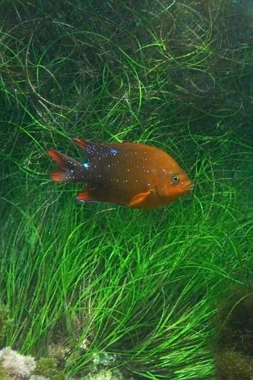 La Jolla: 2.5-Hour Kayak and Snorkel Tour - Final Thoughts on the La Jolla Kayak and Snorkel Tour