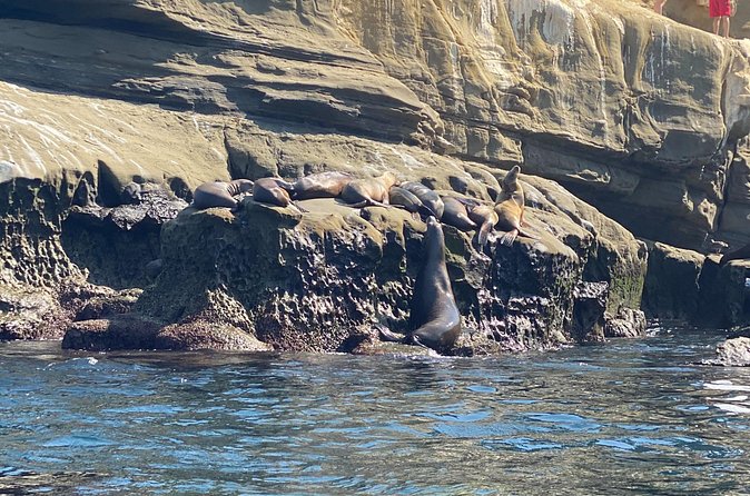La Jolla Sea Caves Kayak Tour (Single Kayak) - Unique Access to the Sea Caves