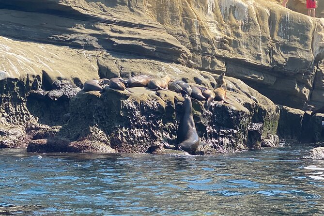 La Jolla Sea Caves Kayak Tour (Single Kayak) - Flexibility and Cancellation Policy