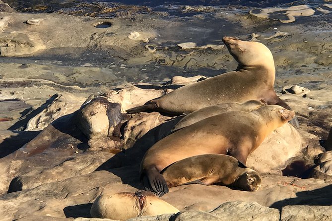 La Jolla Segway Tour - Logistics and Practical Tips