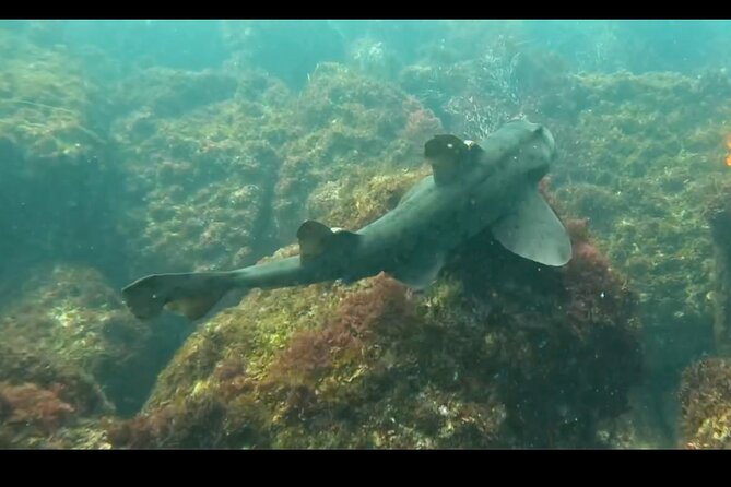 La Jolla Snorkel with the Leopard Sharks - Meeting Point at Bike & Kayak Tours in La Jolla
