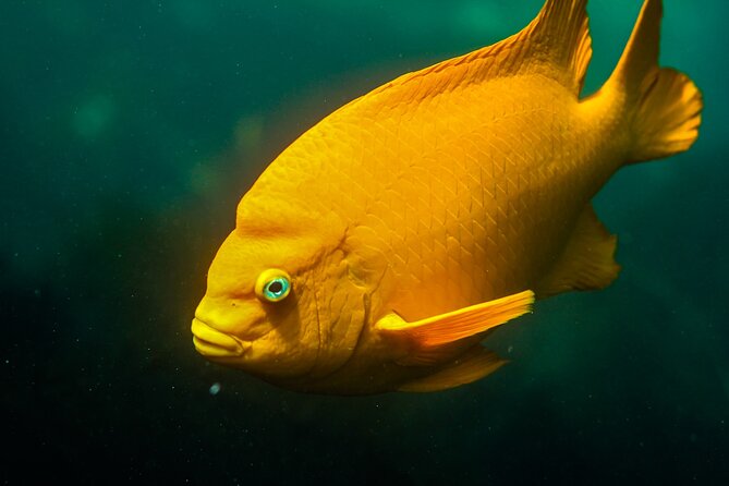 La Jolla Snorkel with the Leopard Sharks - Observing the Harmless Leopard Sharks