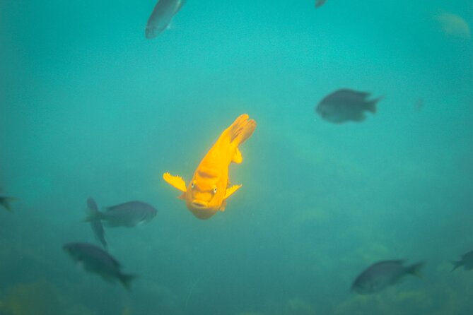 La Jolla Snorkel with the Leopard Sharks - Safety and Comfort Considerations