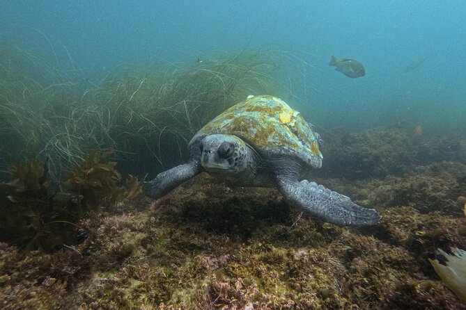 La Jolla Snorkel with the Leopard Sharks - Who Will Enjoy This Snorkel Tour?