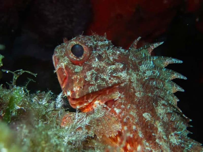 La Maddalena & Lavezzi : scuba diving for certified divers. - Pricing and What’s Included